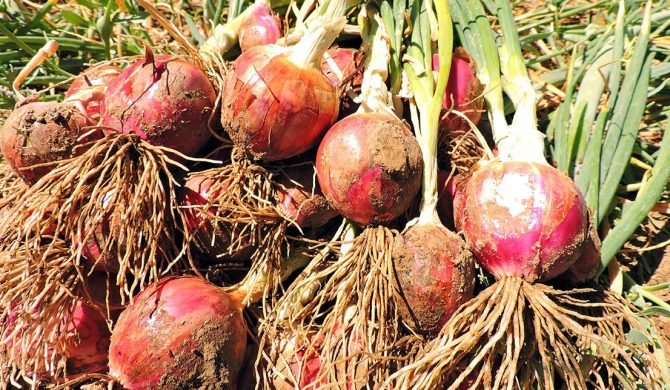 Avanzando hacia un nuevo cultivar op de cebolla morada: dos años de progreso genético en allium sativum Avanzando hacia un nuevo cultivar op de cebolla morada: dos años de progreso genético en allium sativum