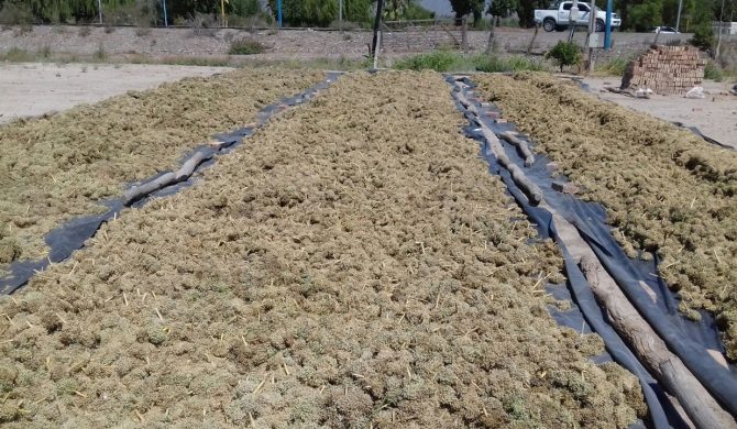 Cosecha de semilla de cebolla Angaco INTA Cosecha de semilla de cebolla Angaco INTA