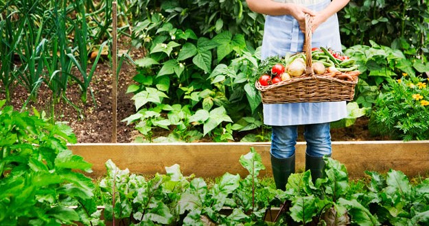 Charla taller sobre la Huerta orgánica en casa Charla taller sobre la Huerta orgánica en casa