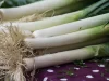 siembra de puerro en argentina guía y semillas a granel