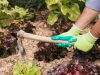 Cinco secretos para diseñar la huerta de otoño