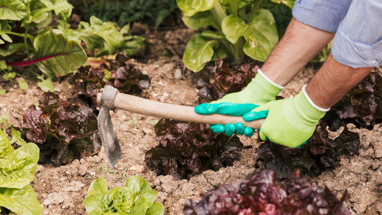 Cinco secretos para diseñar la huerta de otoño