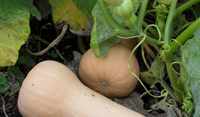Zapallo Anco: Características, Cultivo Y Cuidados Zapallo Anco: Características, Cultivo Y Cuidados