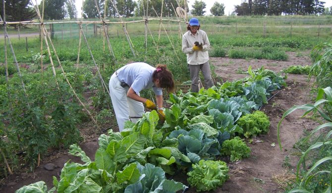 Cultivo orgánico de verano Cultivo orgánico de verano