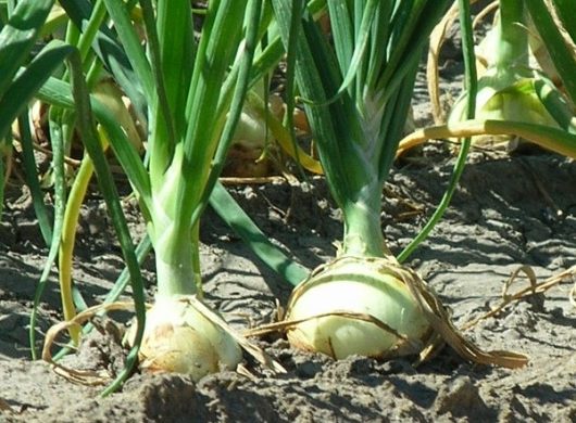 Cebolla, especie más cultivada del género Allium Cebolla, especie más cultivada del género Allium