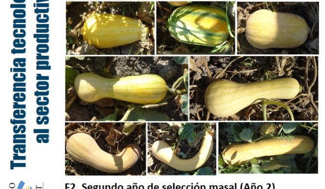 Avanzando hacia un nuevo cultivar op de zapallo anco: dos años de progreso genético en cucurbita moschata Avanzando hacia un nuevo cultivar op de zapallo anco: dos años de progreso genético en cucurbita moschata