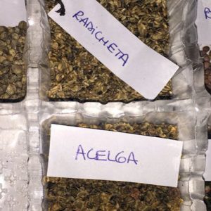 los cultivos más apropiados para iniciar una huerta en enero