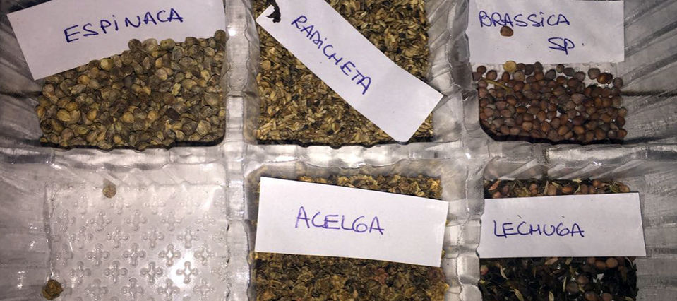 los cultivos más apropiados para iniciar una huerta en enero