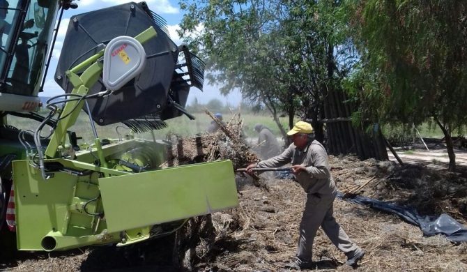 Cosecha de semilla de Lechuga maravilla 4 estaciones Coop. La Puntilla 2da parte Cosecha de semilla de Lechuga maravilla 4 estaciones Coop. La Puntilla 2da parte