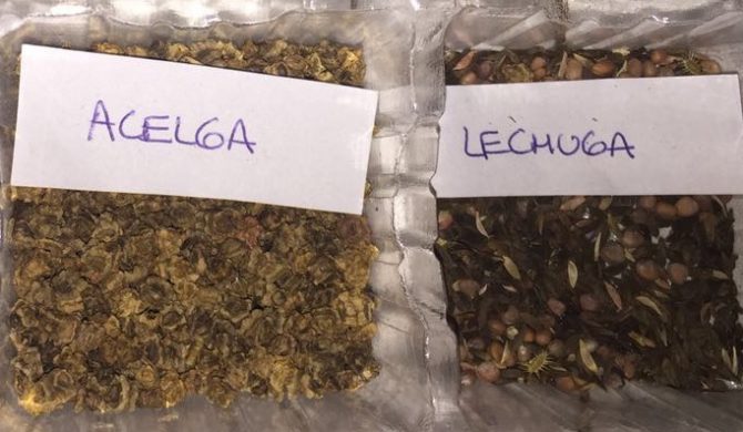 Los cultivos más apropiados para iniciar una huerta en enero Los cultivos más apropiados para iniciar una huerta en enero