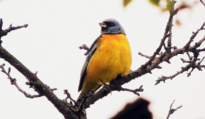 Cómo proteger nuestros cultivos de las aves Cómo proteger nuestros cultivos de las aves