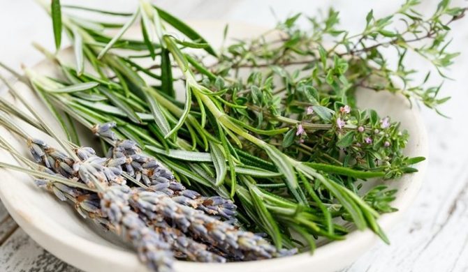 Cómo multiplicar las plantas aromáticas Cómo multiplicar las plantas aromáticas