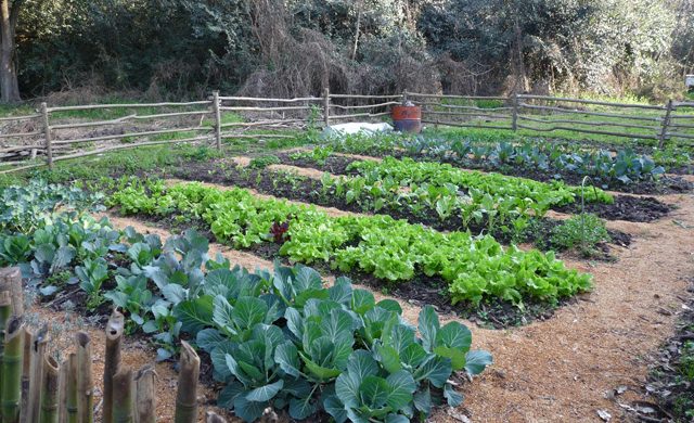 Qué sembrar en primavera: Los elegidos para tu Huerta Qué sembrar en primavera: Los elegidos para tu Huerta