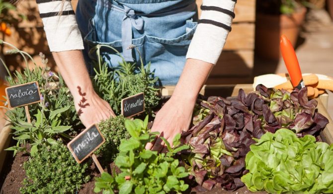 Qué es un jardín comestible? Qué es un jardín comestible?