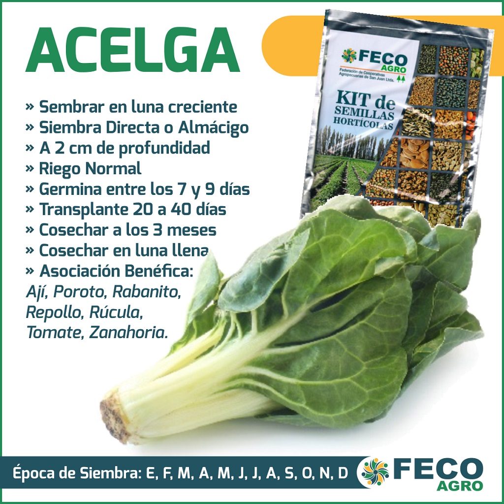 cultivo de acelga