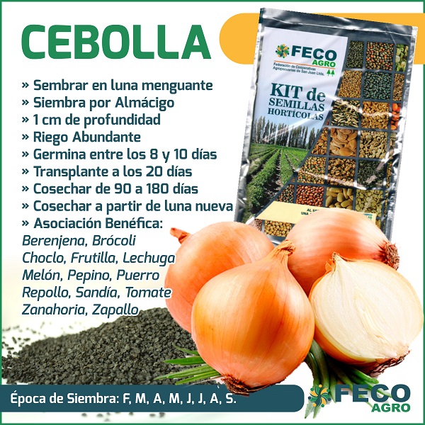 cultivo de cebolla