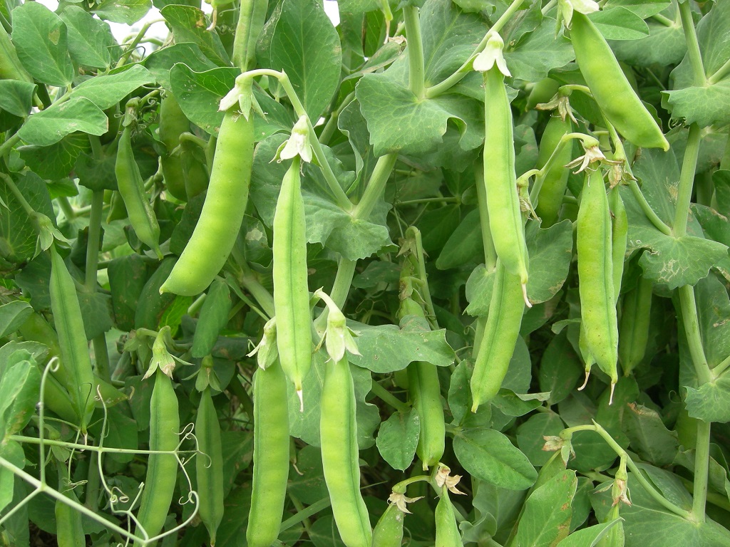 Las leguminosas como habas y arvejas se destacan por su aporte a los cultivos, en tanto fabrican algunos de los nutrientes que consumen.