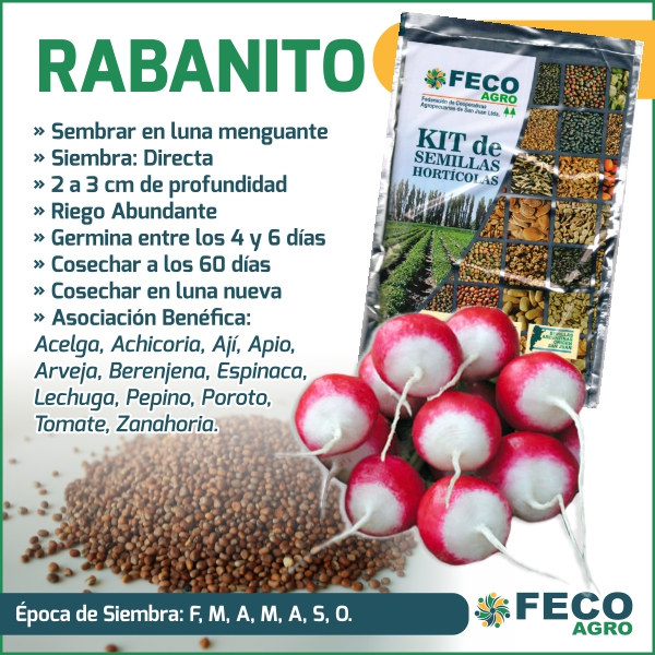 cultivo de rabanito