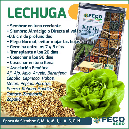 cultivo de lechuga