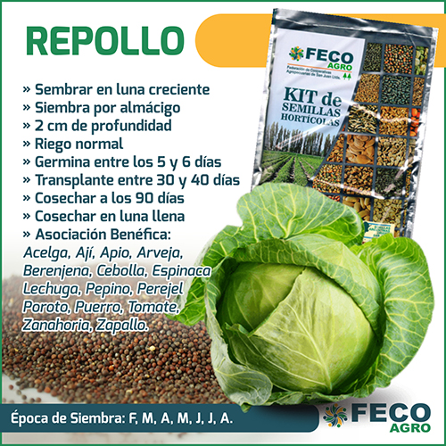 cultivo de repollo