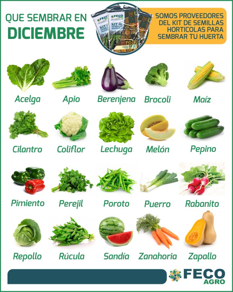 Qué podemos sembrar en Diciembre? Fecoagro