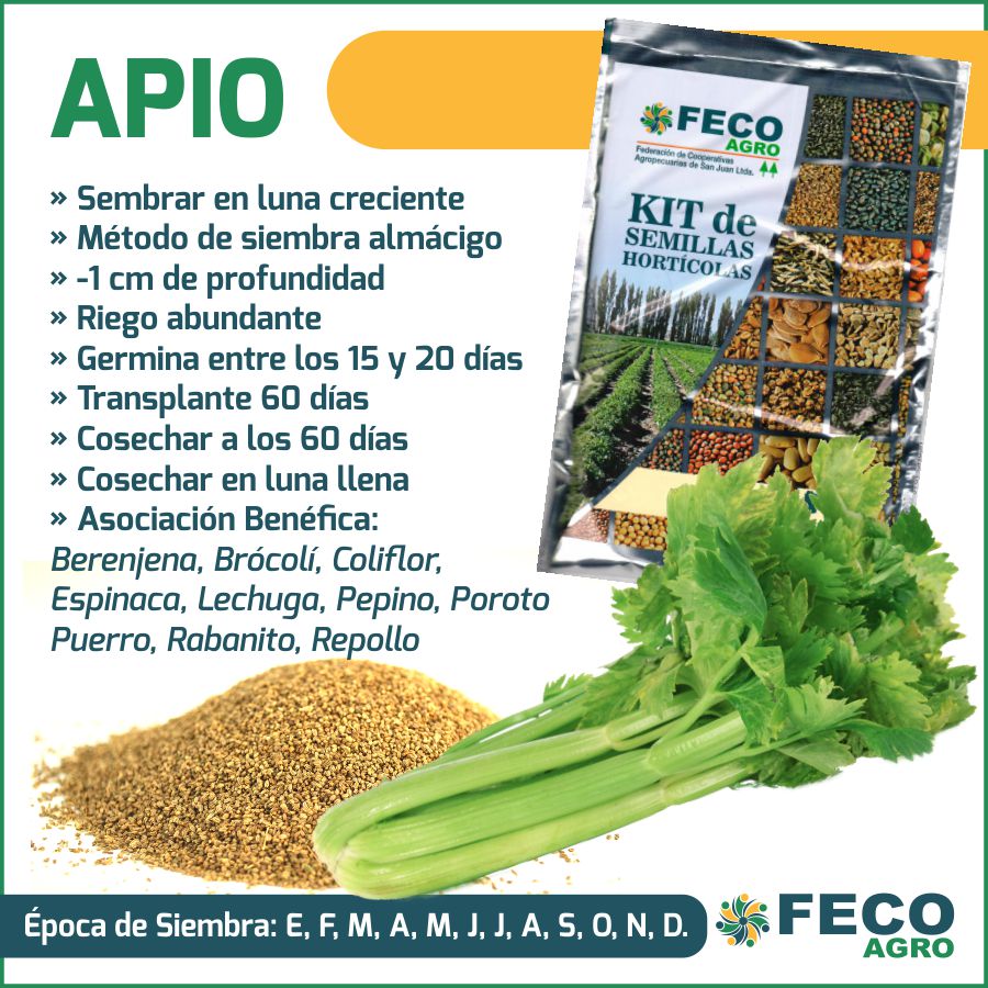 cultivar apio en la huerta