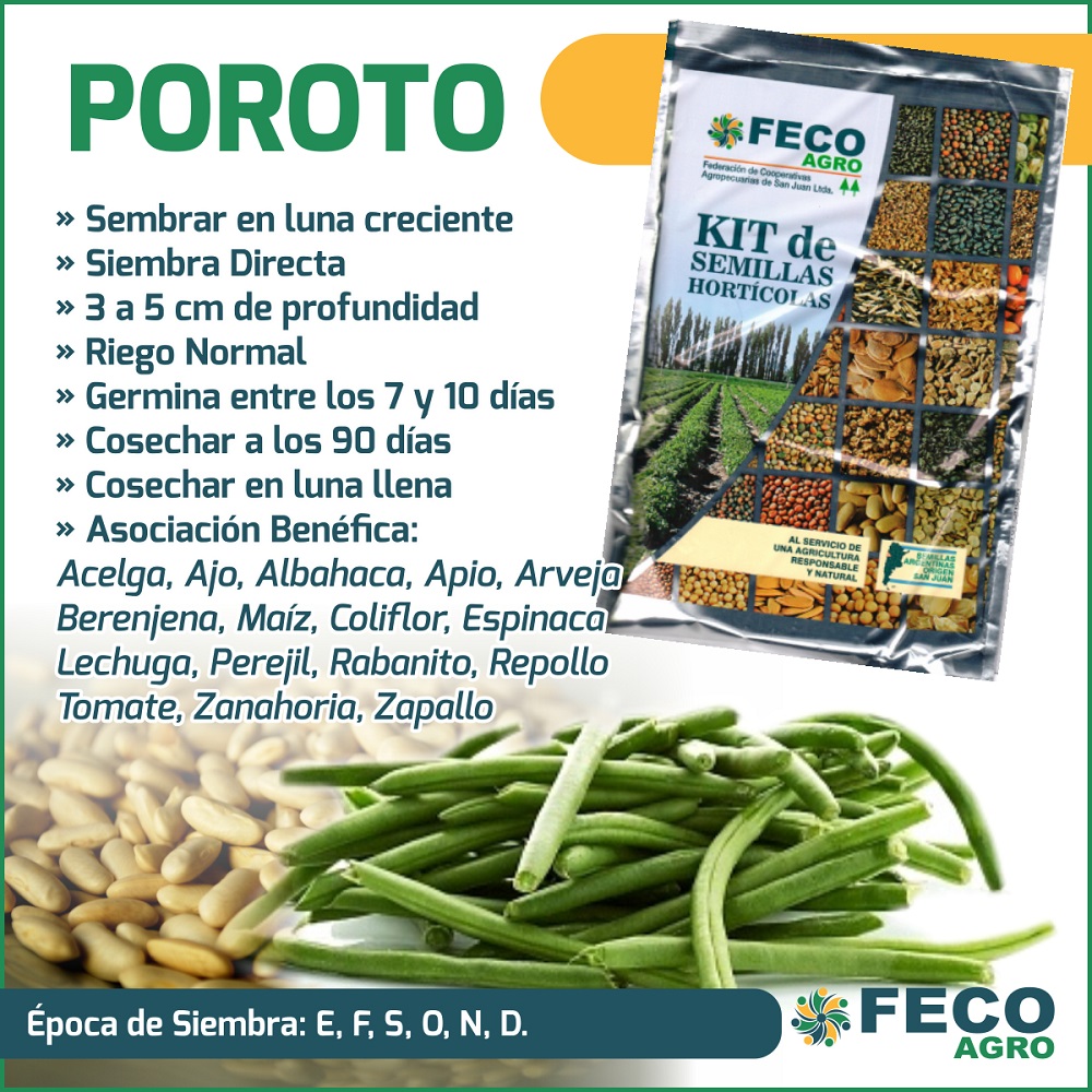 cultivo de poroto