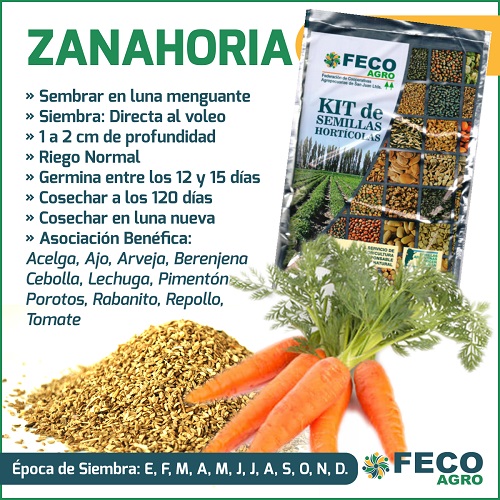 cultivo de zanahoria