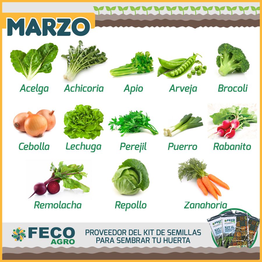 que sembrar en marzo en la huerta