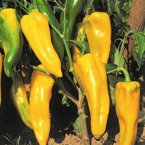 aji sweet banana fecoagro