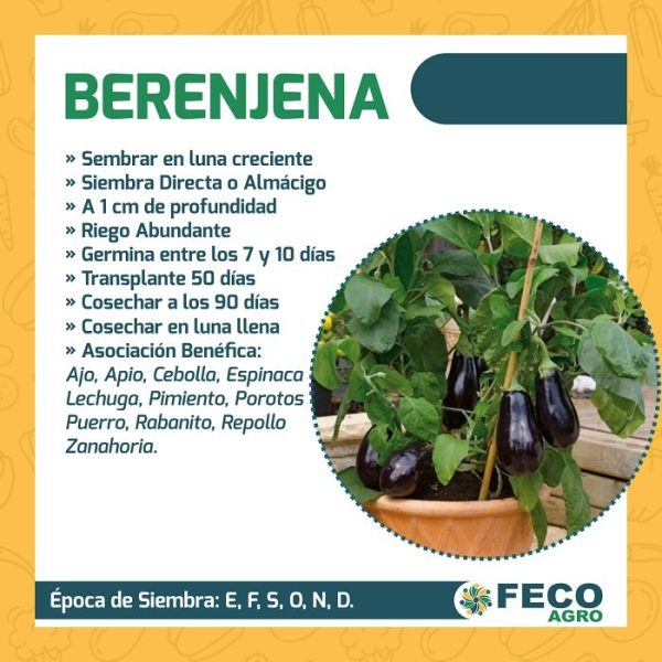 Berenjena Florida Market - Imagen 3