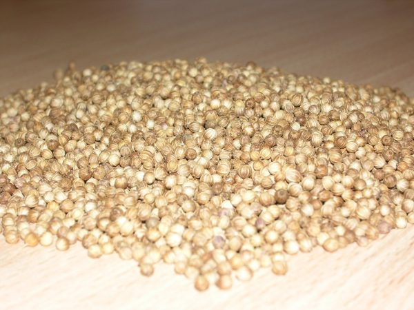 Coriandro Común o Cilantro - Imagen 2
