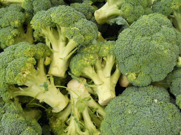 Brócoli Calabrés (Brassica Olarecea var. italica) - Imagen 2