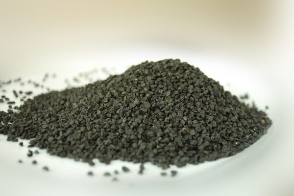 Cebolla Morada INTA (Allium cepa)