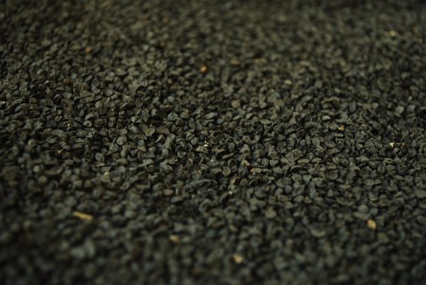 Cebolla Morada INTA (Allium cepa) - Imagen 2