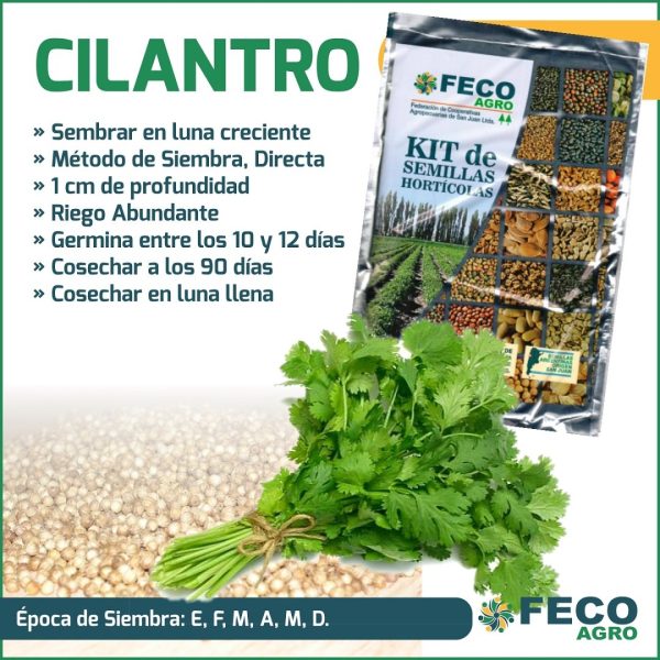Coriandro Común o Cilantro - Imagen 4
