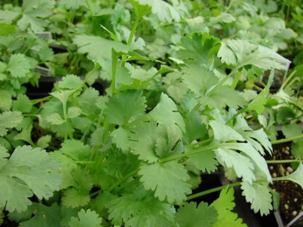 Coriandro Común o Cilantro - Imagen 3