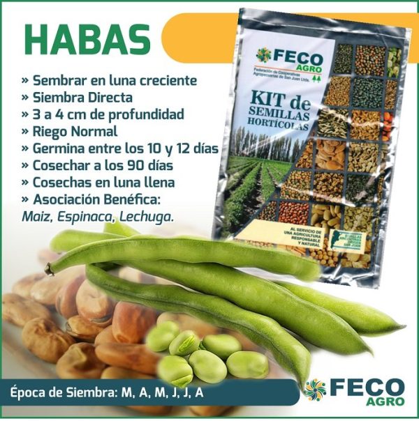 Haba Agua Dulce (Vicia faba) - Imagen 3