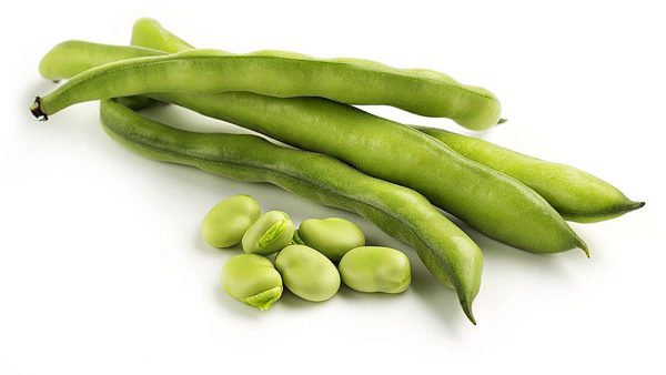 Haba Agua Dulce (Vicia faba) - Imagen 2