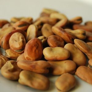 Haba Agua Dulce (Vicia faba)