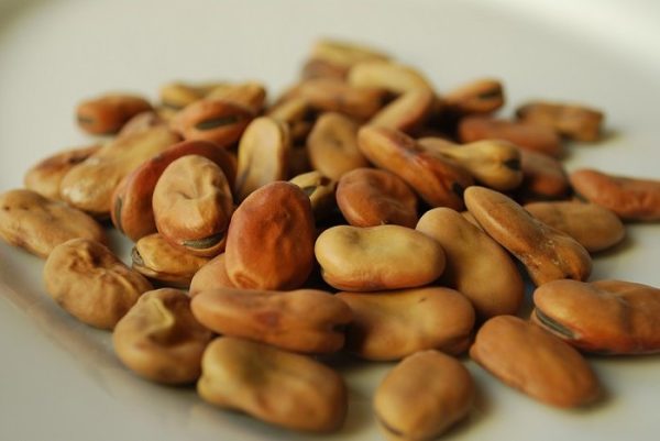 Haba Agua Dulce (Vicia faba)