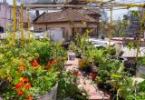 Ocho claves para producir alimentos todo el año