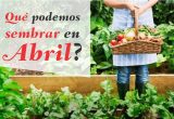 que sembrar en abril
