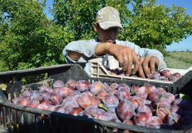 La Mermelada de Ciruela de Fecoagro El Sabor de San Juan en tu mesa