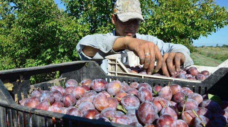 La Mermelada de Ciruela de Fecoagro El Sabor de San Juan en tu mesa