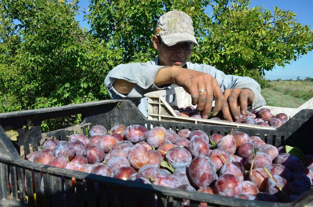 La Mermelada de Ciruela de Fecoagro El Sabor de San Juan en tu mesa