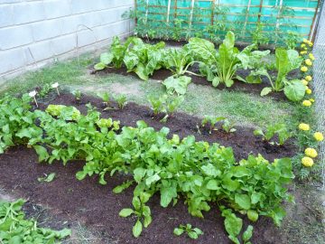 Un monitoreo realizado con familias productoras revela el funcionamiento de ProHuerta en la comunidad semillas huerta