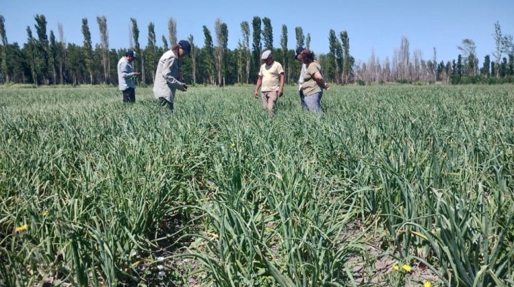 Fecoagro, AER San Javier y EEA Valle Inferior se unen para impulsar la prosperidad de los productores cebolleros (5)