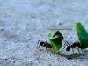 como combatir y eliminar a las hormigas negras en nuestra huerta