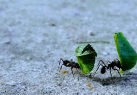 como combatir y eliminar a las hormigas negras en nuestra huerta